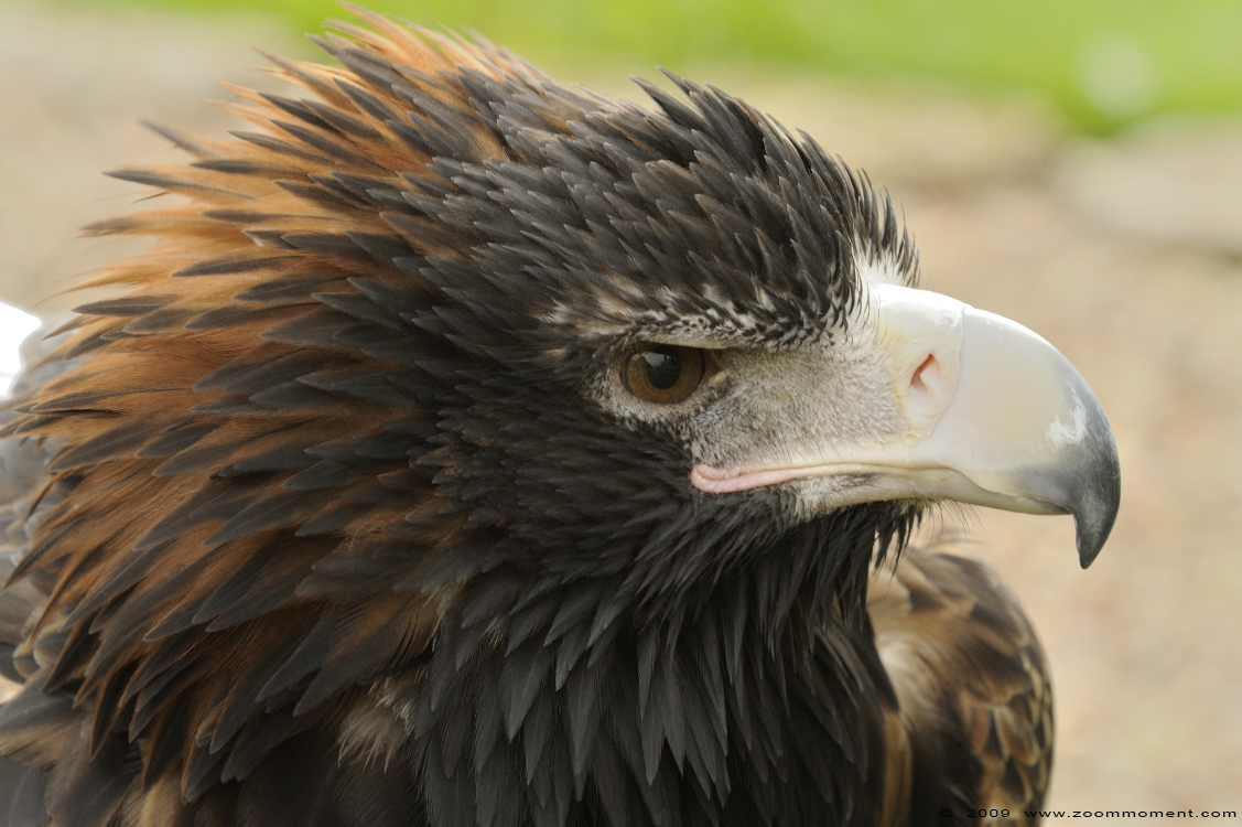 wigstaartarend  ( Aquila audax )  wedge tailed eagle
Trefwoorden: Adlerwarte Detmold Germany vogel bird wigstaartarend Aquila audax wedge tailed eagle