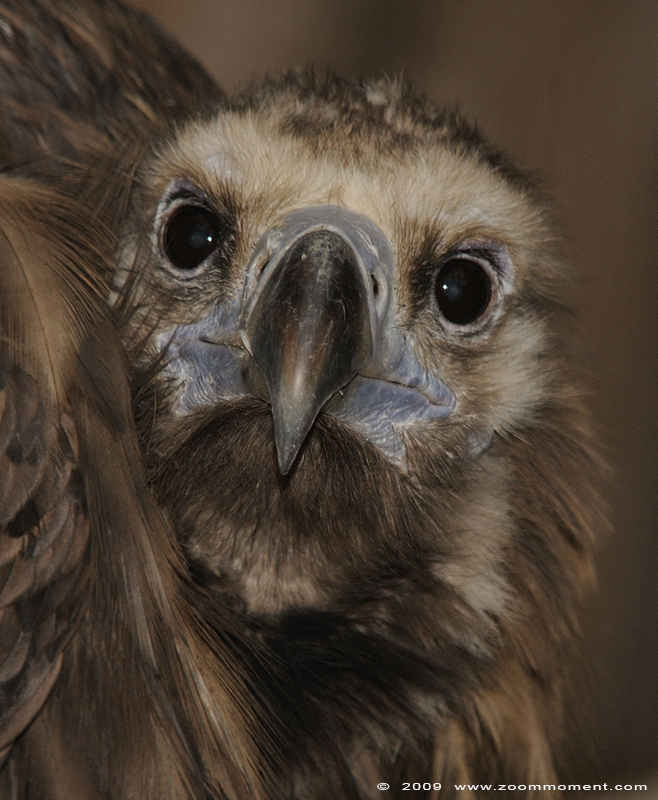 monniksgier ( Aegypius monachus ) black vulture
Keywords: Adlerwarte Detmold Germany vogel bird gier vulture monniksgier Aegypius monachus black vulture