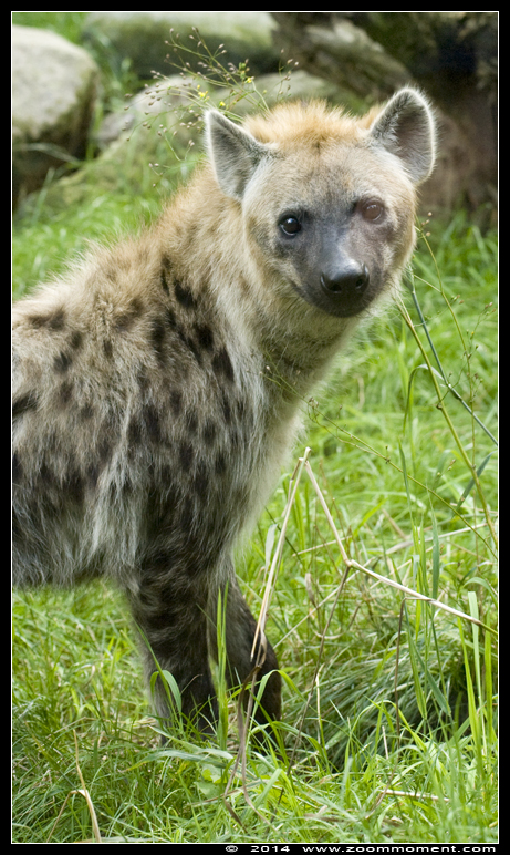 gevlekte hyena ( Crocuta crocuta ) spotted hyena
Keywords: Dierenpark Amersfoort gevlekte hyena  Crocuta crocuta  spotted hyena