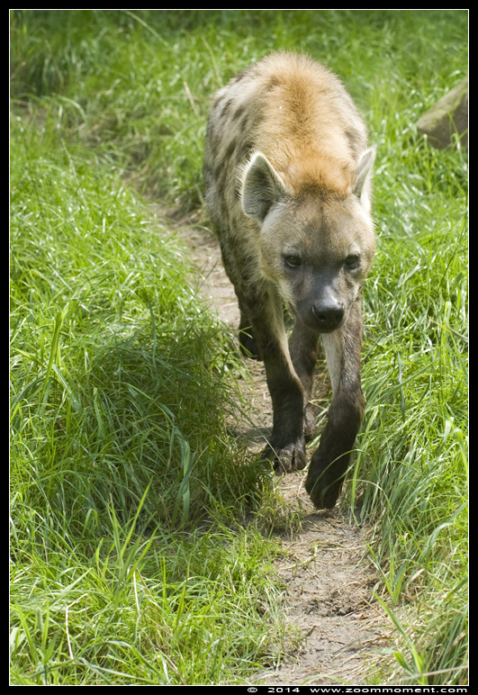 gevlekte hyena ( Crocuta crocuta ) spotted hyena
Trefwoorden: Dierenpark Amersfoort gevlekte hyena  Crocuta crocuta  spotted hyena