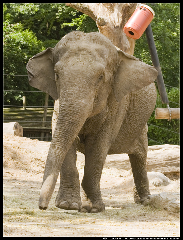 Aziatische olifant ( Elephas maximus ) Asian elephant
Keywords: Dierenpark Amersfoort Aziatische olifant Elephas maximus  Asian elephant