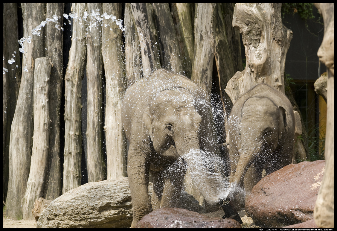 Aziatische olifant ( Elephas maximus ) Asian elephant
Nyckelord: Dierenpark Amersfoort Aziatische olifant Elephas maximus  Asian elephant