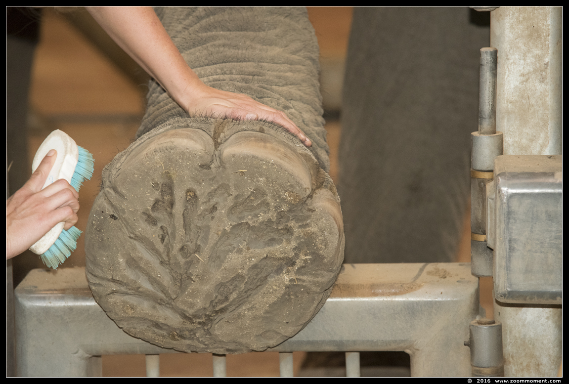 Aziatische olifant ( Elephas maximus ) Asian elephant
الكلمات الإستدلالية(لتسهيل البحث): Dierenpark Amersfoort Aziatische olifant  Elephas maximus  Asian elephant 