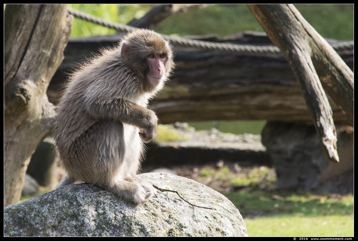 Japanse makaak ( Macaca fuscata ) Japanese macaque
Keywords: Dierenpark Amersfoort Japanse makaak  Macaca fuscata Japanese macaque