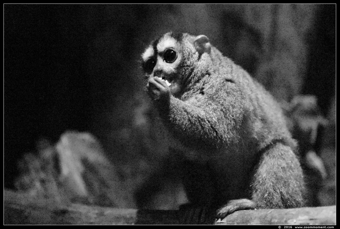 doeroecoeli of grijsneknachtaapje ( Aotus trivirgatus ) northern night monkey or northern owl monkey
Trefwoorden: Dierenpark Amersfoort doeroecoeli grijsneknachtaapje Aotus trivirgatus northern night monkey  northern owl monkey