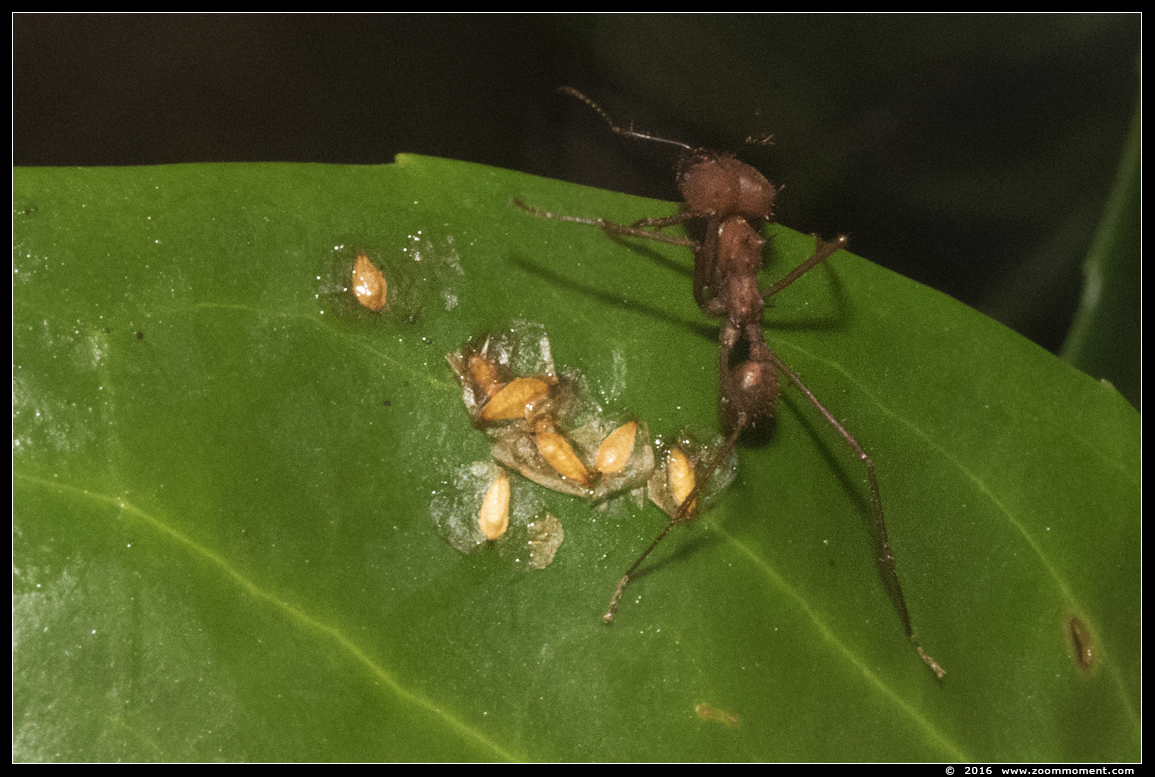 bladsnijdersmier ( Acromyrmex octospinosus )  leaf eater ant 
Keywords: Dierenpark Amersfoort bladsnijdersmier Acromyrmex octospinosus  leaf eater ant 