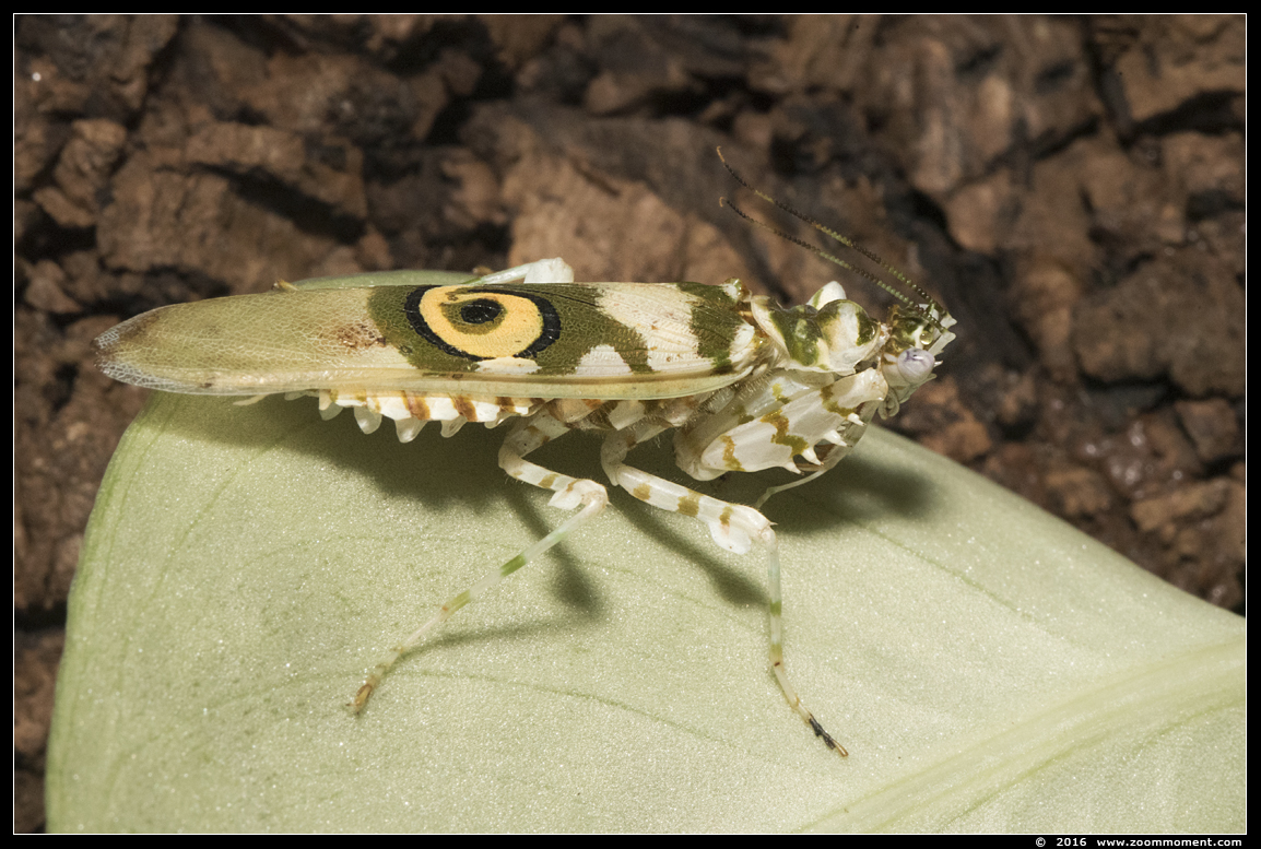 bloembidsprinkhaan ( Pseudocreobotra wahlbergi )  spiny flower mantis
Keywords: Dierenpark Amersfoort bloembidsprinkhaan  Pseudocreobotra wahlbergi spiny flower mantis