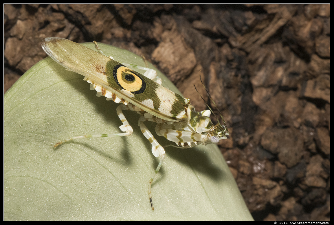 bloembidsprinkhaan ( Pseudocreobotra wahlbergi )  spiny flower mantis
Trefwoorden: Dierenpark Amersfoort bloembidsprinkhaan  Pseudocreobotra wahlbergi spiny flower mantis