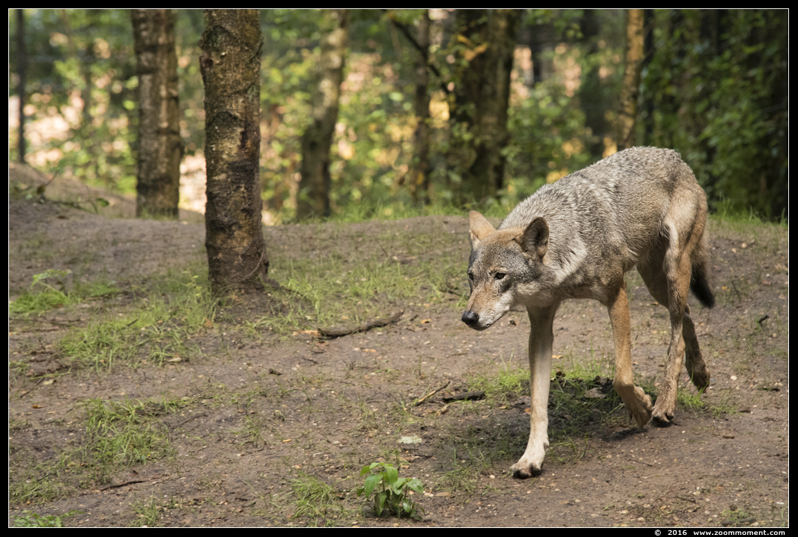 Europese wolf  ( Canis lupus lupus )  Eurasian wolf 
Võtmesõnad: Dierenpark Amersfoort Europese wolf  Canis lupus lupus  Eurasian wolf 