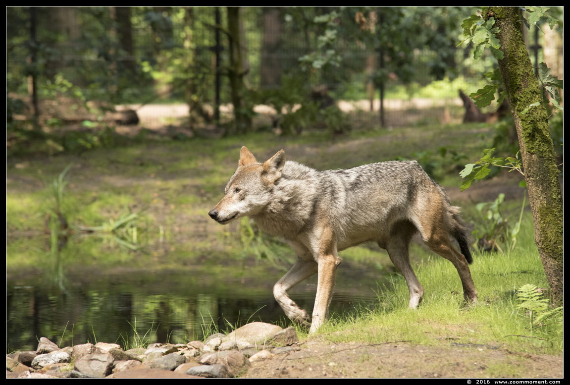 Europese wolf  ( Canis lupus lupus )  Eurasian wolf  
Trefwoorden: Dierenpark Amersfoort Europese wolf  Canis lupus lupus  Eurasian wolf 