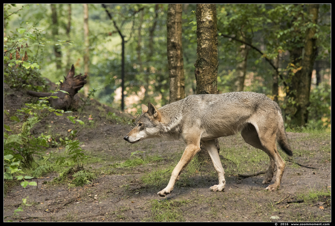 Europese wolf  ( Canis lupus lupus )  Eurasian wolf 
Ключови думи: Dierenpark Amersfoort Europese wolf  Canis lupus lupus  Eurasian wolf 