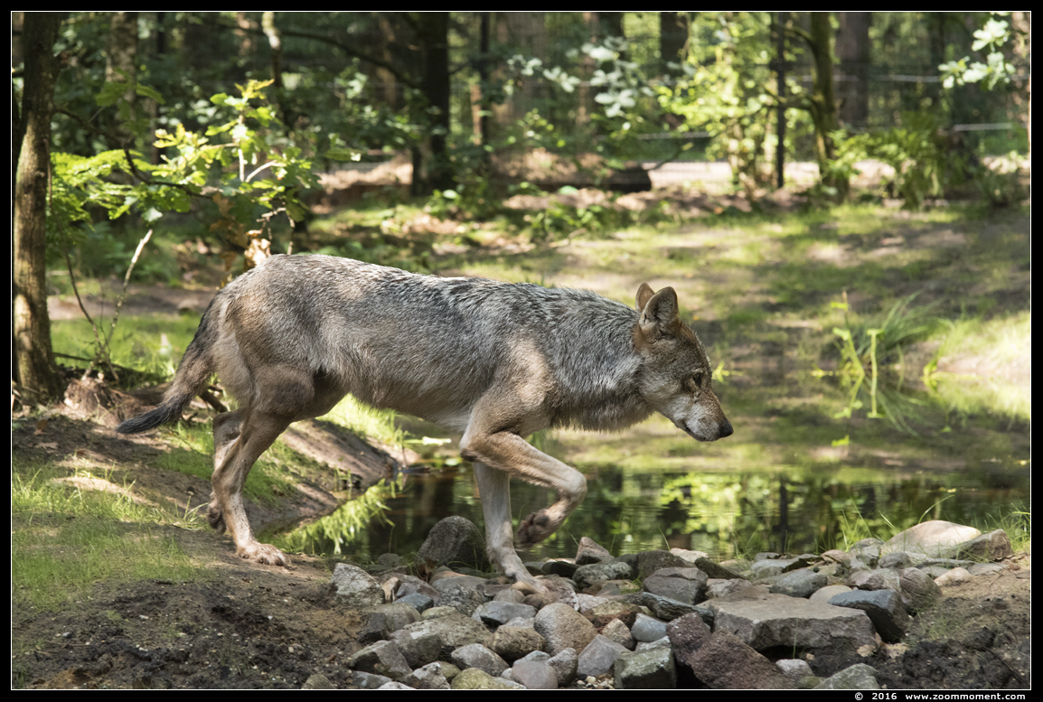 Europese wolf  ( Canis lupus lupus )  Eurasian wolf 
Ključne reči: Dierenpark Amersfoort Europese wolf  Canis lupus lupus  Eurasian wolf 