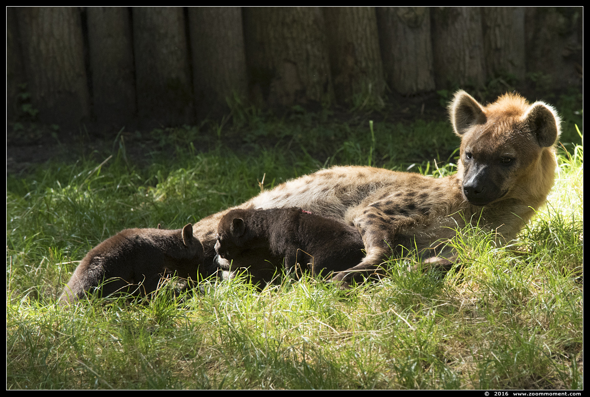 gevlekte hyena ( Crocuta crocuta ) spotted hyena
Pups, geboren 1 juni 2016, op de foto 2 maanden oud
Pups, born June 1st 2016, on the picture 2 months old
Nyckelord: Dierenpark Amersfoort gevlekte hyena Crocuta crocuta spotted hyena pup