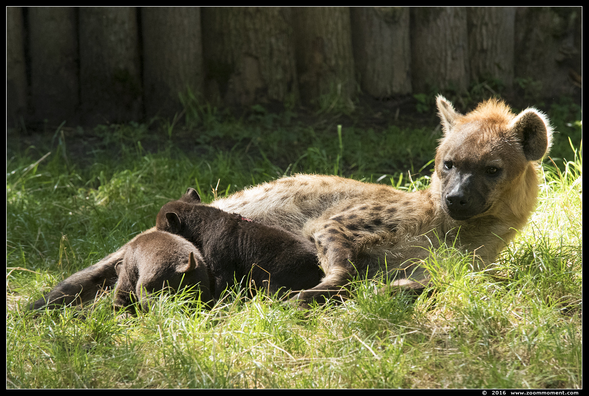gevlekte hyena ( Crocuta crocuta ) spotted hyena
Pups, geboren 1 juni 2016, op de foto 2 maanden oud
Pups, born June 1st 2016, on the picture 2 months old
Ключови думи: Dierenpark Amersfoort gevlekte hyena Crocuta crocuta spotted hyena pup
