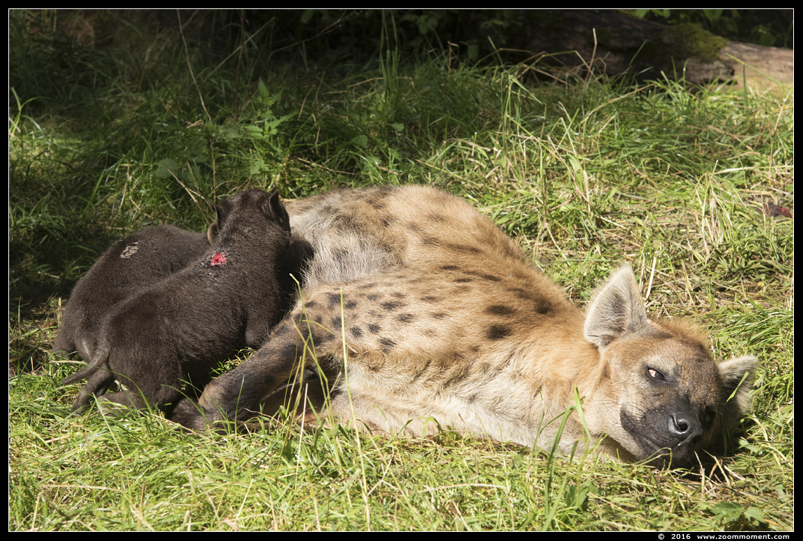 gevlekte hyena ( Crocuta crocuta ) spotted hyena
Pups, geboren 1 juni 2016, op de foto 2 maanden oud
Pups, born June 1st 2016, on the picture 2 months old
キーワード: Dierenpark Amersfoort gevlekte hyena Crocuta crocuta spotted hyena pup