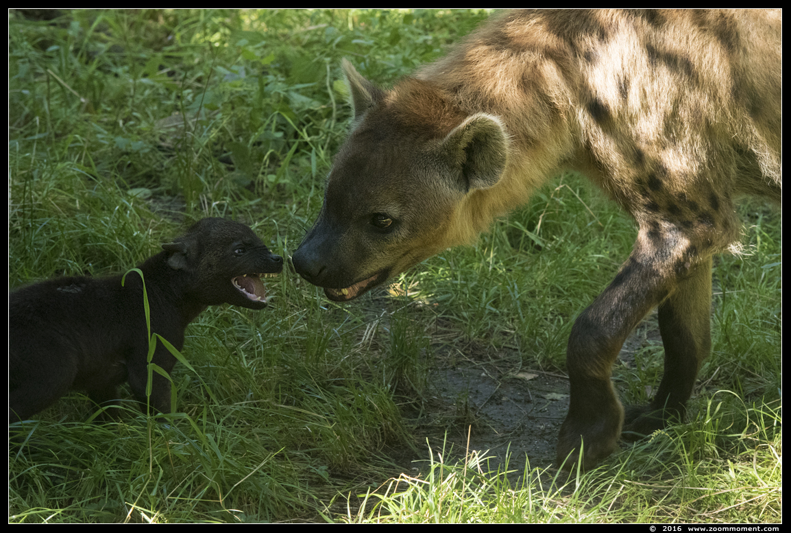 gevlekte hyena ( Crocuta crocuta ) spotted hyena
Pups, geboren 1 juni 2016, op de foto 2 maanden oud
Pups, born June 1st 2016, on the picture 2 months old
Ključne reči: Dierenpark Amersfoort gevlekte hyena Crocuta crocuta spotted hyena pup