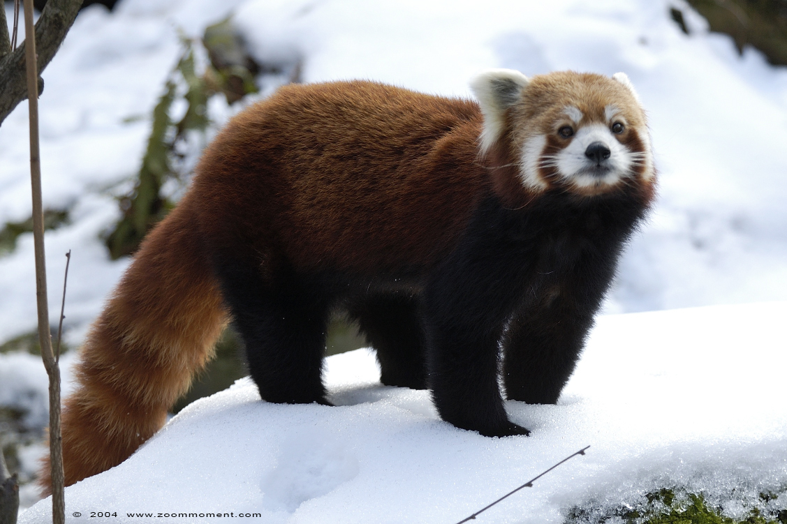 kleine of rode panda ( Ailurus fulgens ) lesser or red panda
Keywords: Antwerpen zoo Belgium kleine rode panda  Ailurus fulgens  lesser  red panda