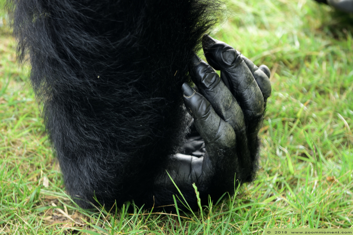 Gorilla gorilla
Trefwoorden: Antwerpen zoo gorilla