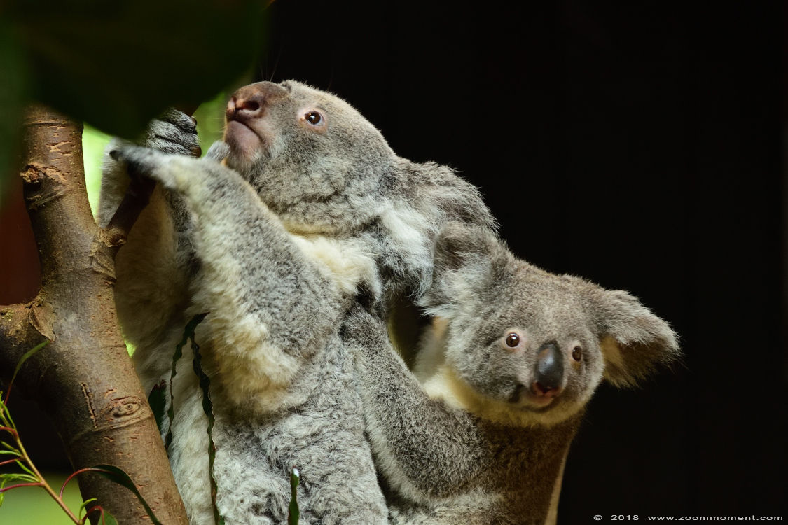 koala (  Phascolarctos cinereus ) 
Słowa kluczowe: Antwerpen zoo koala Phascolarctos cinereus