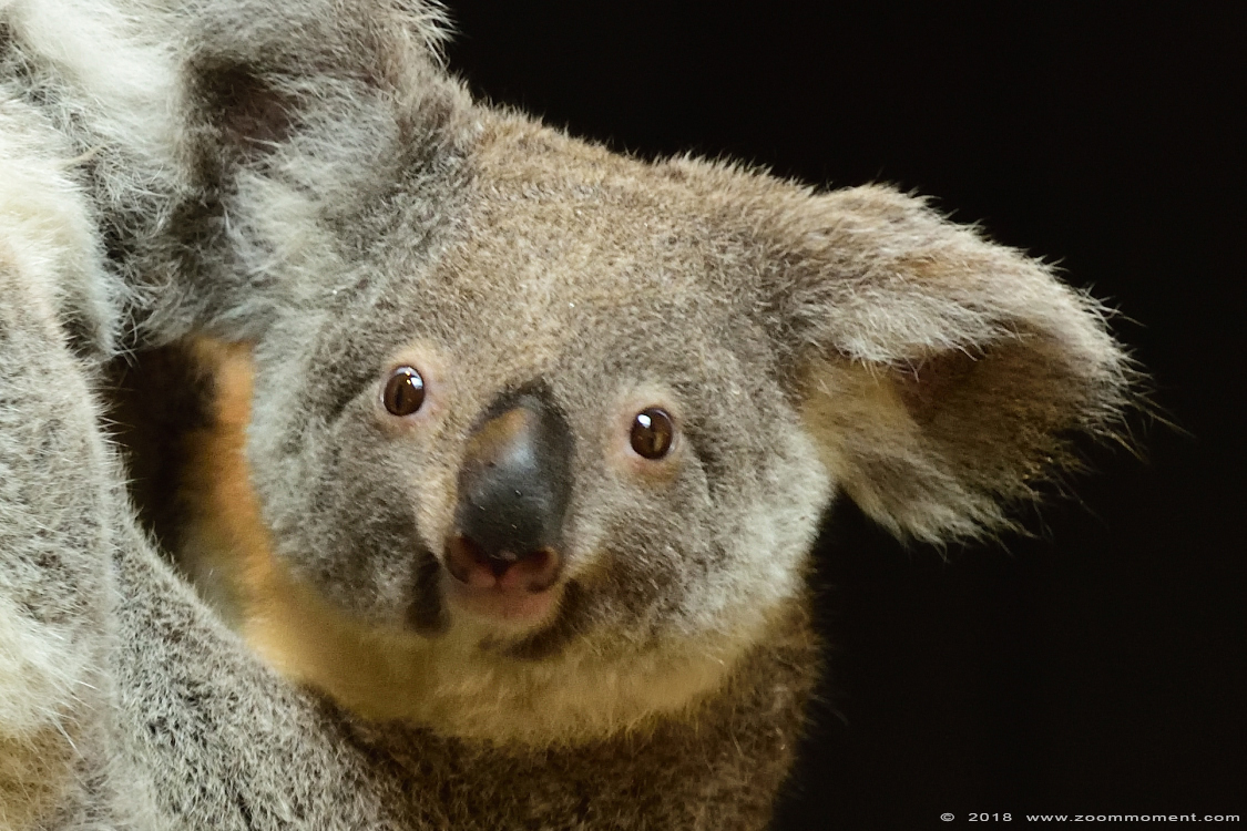 koala (  Phascolarctos cinereus )
Trefwoorden: Antwerpen zoo koala Phascolarctos cinereus