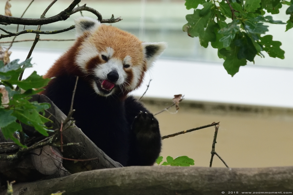 kleine of rode panda ( Ailurus fulgens ) lesser or red panda
Trefwoorden: Antwerpen zoo Belgium kleine rode panda  Ailurus fulgens  lesser  red panda