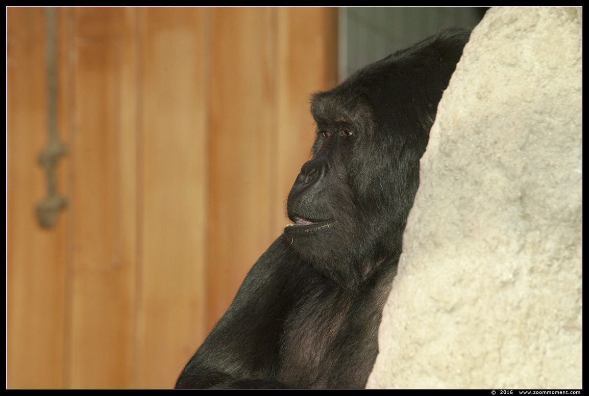 Gorilla gorilla
Słowa kluczowe: Antwerpen zoo gorilla