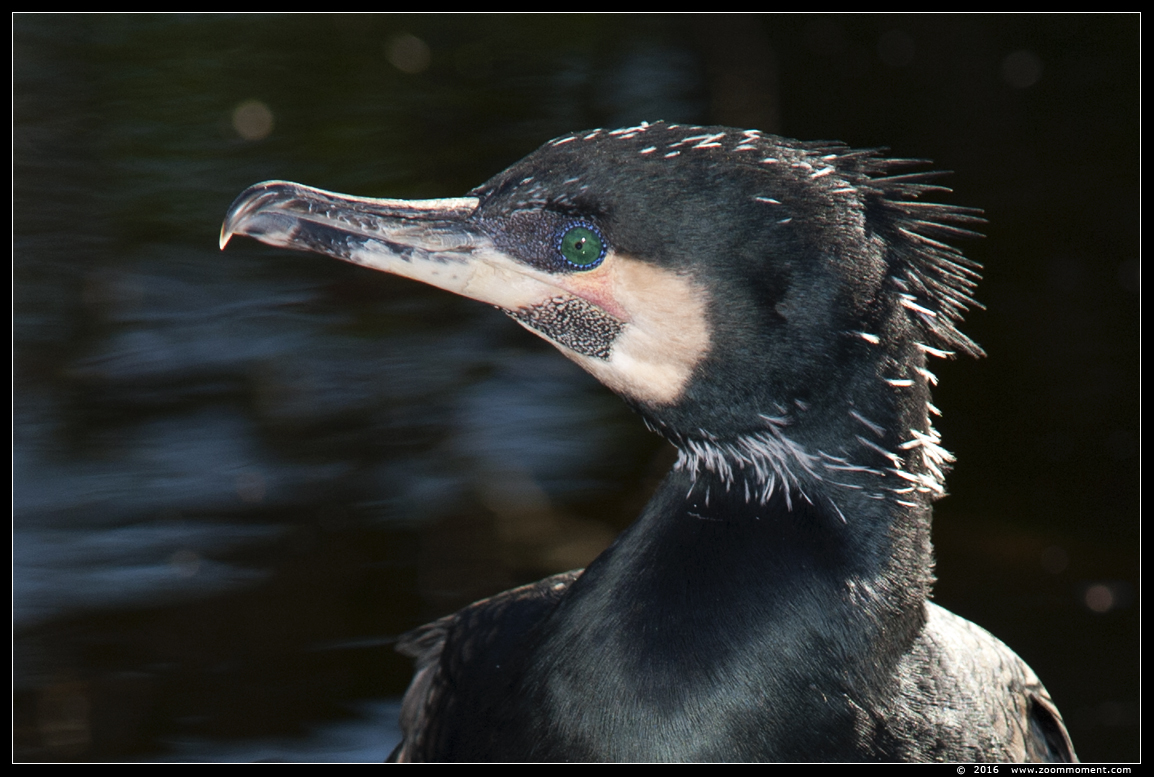 aalscholver ( Phalacrocorax carbo ) black cormorant
Keywords: Antwerpen zoo aalscholver Phalacrocorax carbo  black cormorant