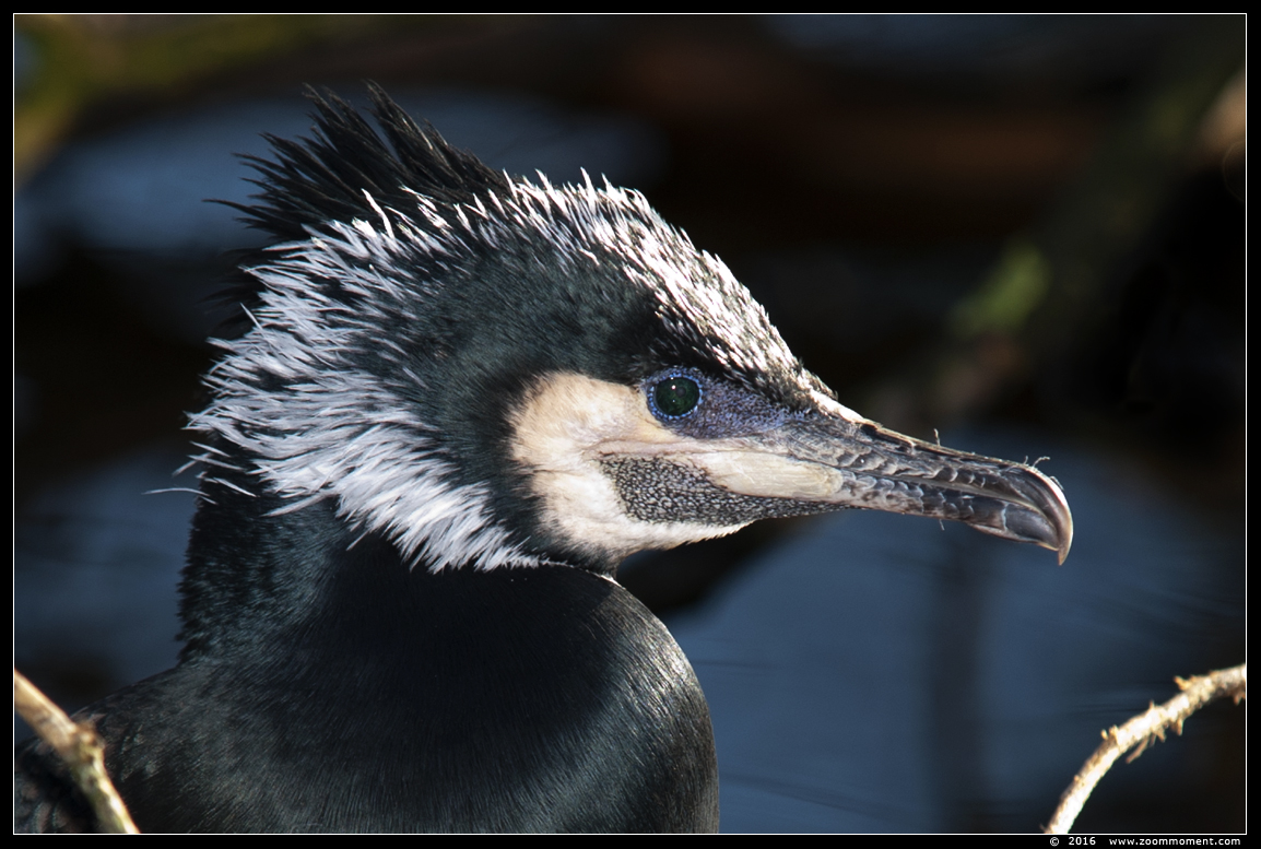 aalscholver ( Phalacrocorax carbo ) black cormorant
Keywords: Antwerpen zoo aalscholver Phalacrocorax carbo  black cormorant