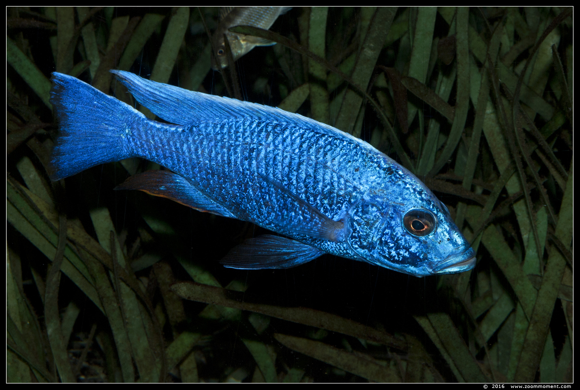azuurcichlide ( Sciaenochromis fryeri  )
Keywords: Antwerpen zoo vis fish azuurcichlide Sciaenochromis fryeri 