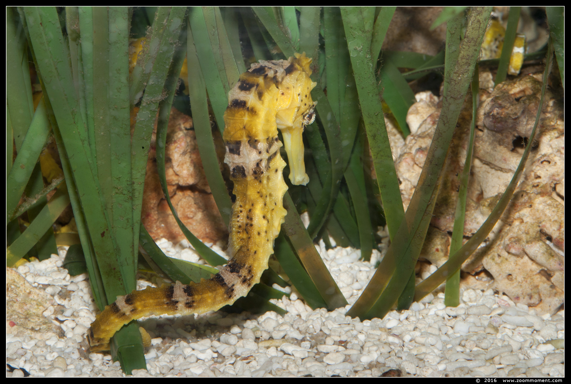 Braziliaans zeepaardje ( Hippocampus reidi ) slender seahorse or longsnout seahorse
Keywords: Antwerpen zoo vis fish Braziliaans zeepaardje Hippocampus reidi slender seahorse  longsnout seahorse