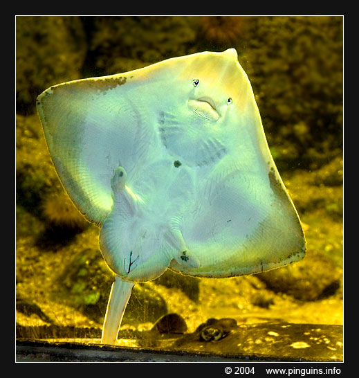 stekelrog  ( Raja clavata )  thornback ray
Trefwoorden: Antwerpen zoo Antwerp Raja clavata Stekelrog Thornback ray