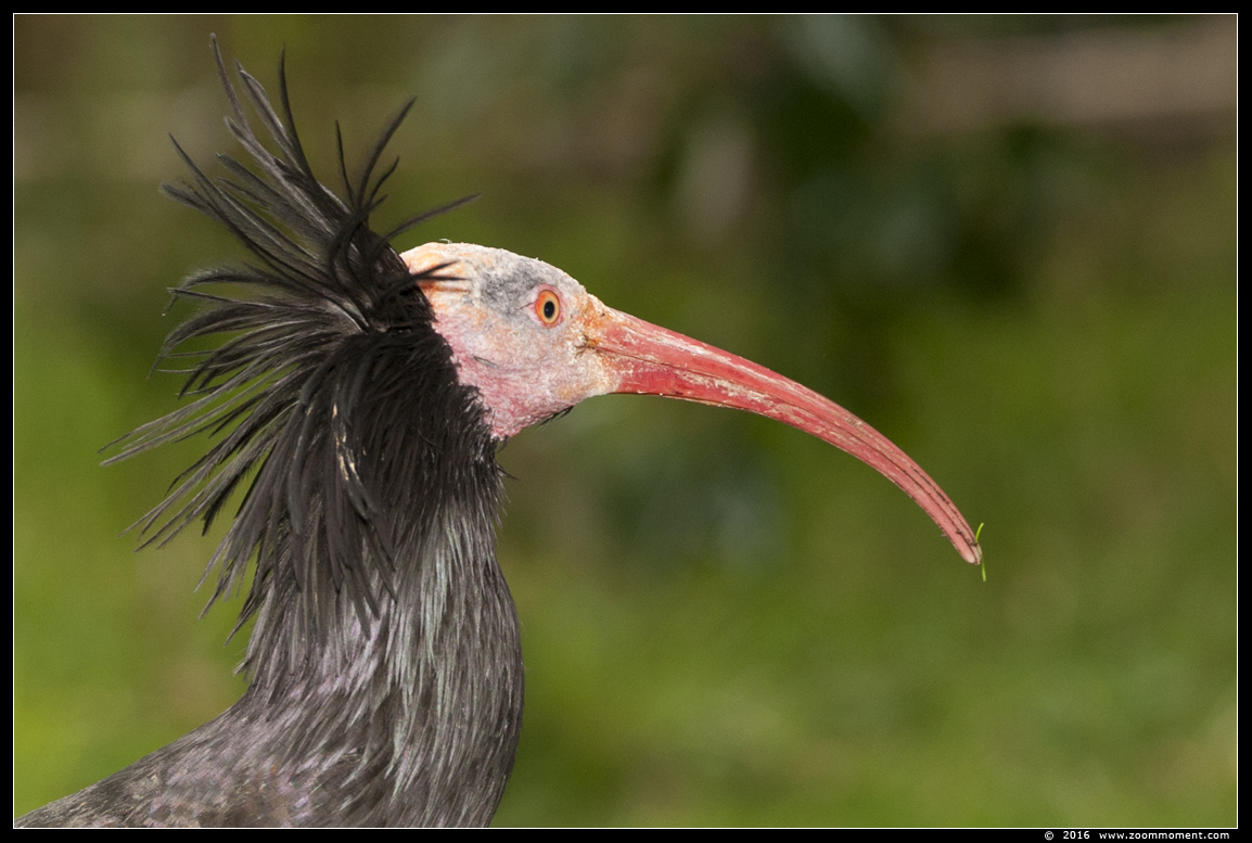 kaalkop ibis  ( Geronticus eremita ) Northern bald ibis
Trefwoorden: Apenheul zoo kaalkop ibis  Geronticus eremita  Northern bald ibis