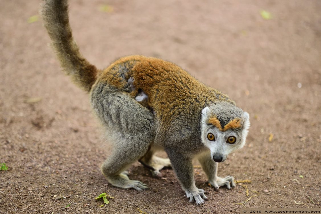 kroonmaki ( Eulemur coronatus ) crowned lemur
Kulcsszavak: Apenheul zoo kroonmaki Eulemur coronatus  crowned lemur