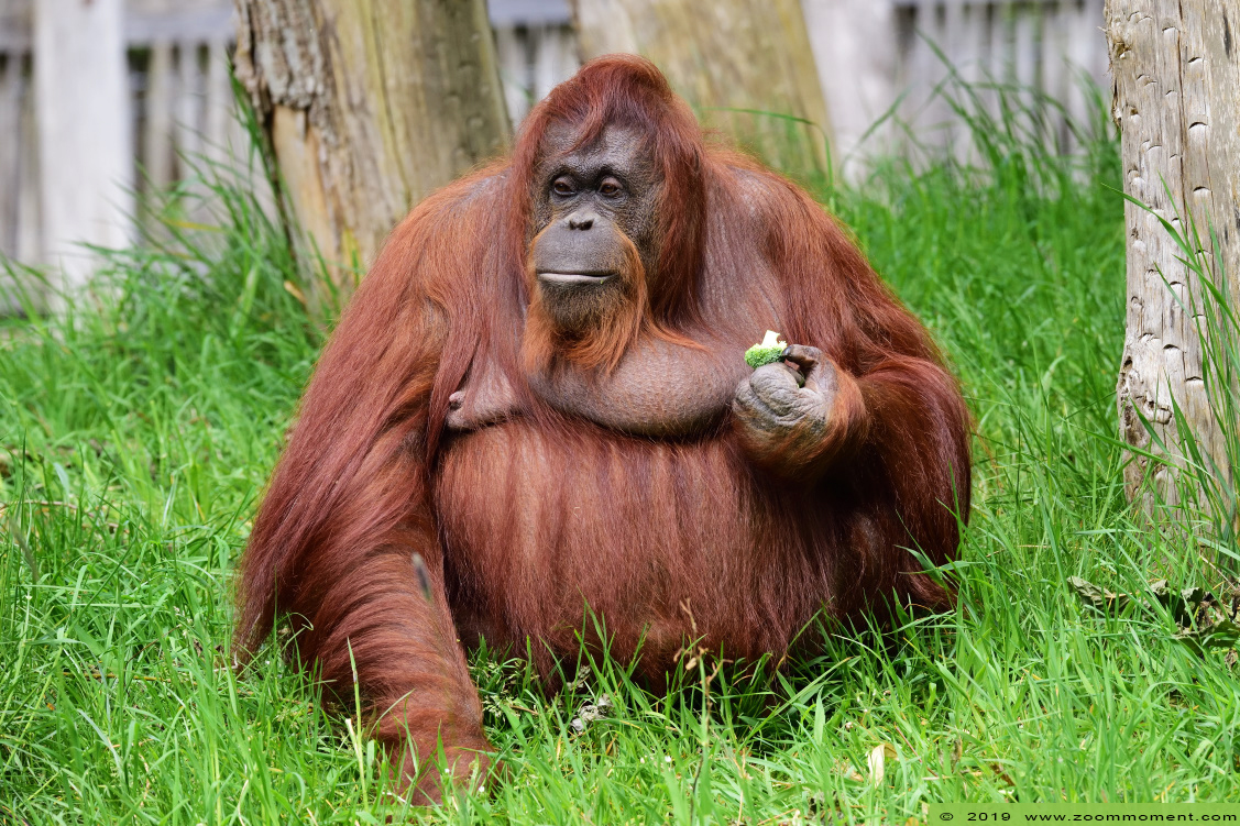orang oetan ( Pongo pygmaeus pygmaeus ) Bornean orangutan
Trefwoorden: Apenheul zoo oerang orang oetan orangutan primates primaten mensaap Pongo pygmaeus Bornean orangutan