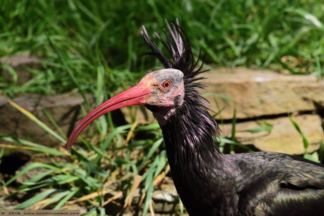 kaalkop ibis ( Geronticus eremita ) Northern bald ibis
Trefwoorden: Apenheul zoo kaalkop ibis  Geronticus eremita Northern bald ibis