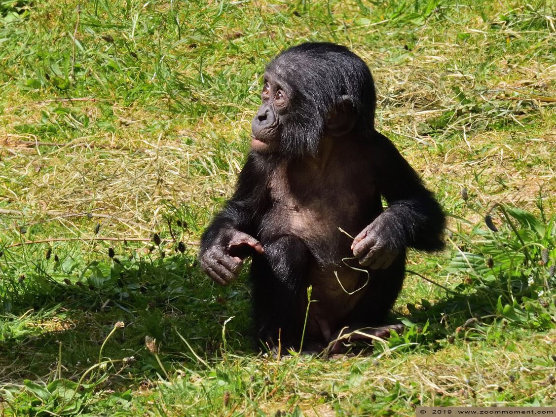 bonobo ( Pan paniscus ) bonobo
Trefwoorden: Apenheul zoo bonobo Pan paniscus