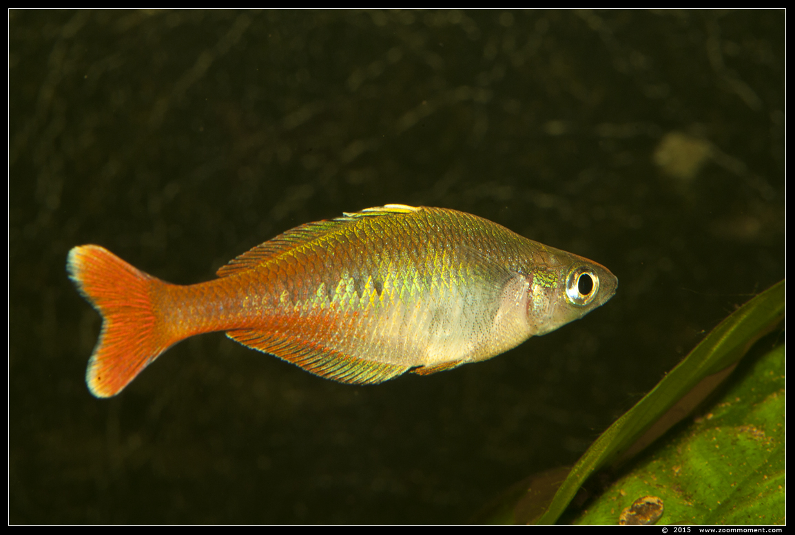 Bleher's regenboogvis  ( Chilatherina bleheri  )  Bleher's rainbowfish
AquaHortus 2015
Trefwoorden: AquaHortus Leiden vis Bleher's regenboogvis  Chilatherina bleheri   Bleher's rainbowfish