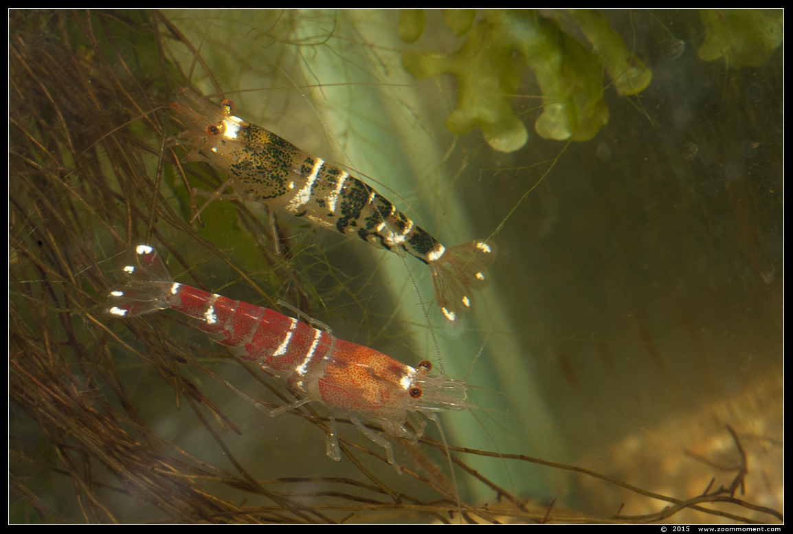 bijengarnaal ( Caridina serrata )
AquaHortus 2015
Avainsanat: AquaHortus Leiden garnaal shrimp bijengarnaal  Caridina serrata
