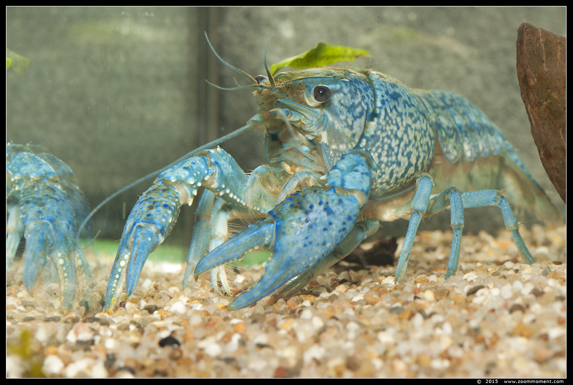 blauwe florida kreeft  ( Procambarus alleni ) 
AquaHortus 2015
Ключови думи: AquaHortus Leiden kreeft lobster Procambarus allenii  blauwe Florida kreeft