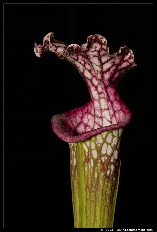 paarse trompetbekerplant ( Sarracenia purpurea ) 
AquaHortus 2015
Trefwoorden: AquaHortus Leiden paarse trompetbekerplant Sarracenia purpurea