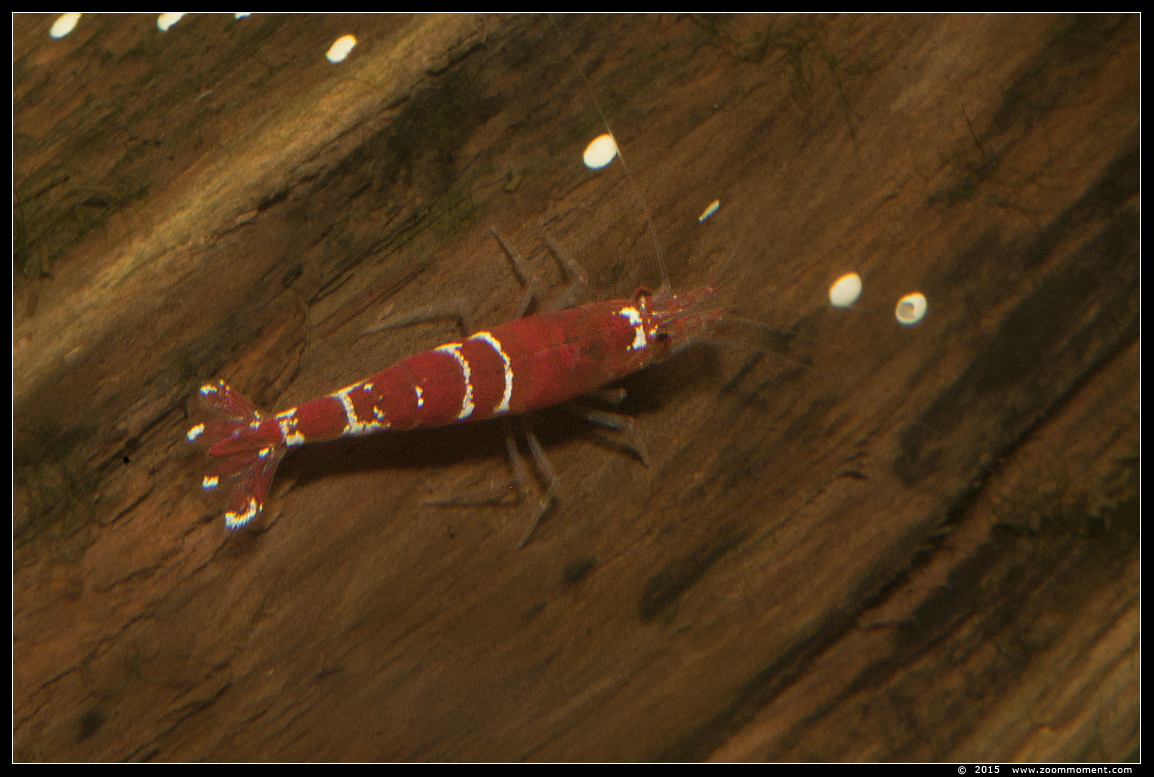 crystal red garnaal  ( Caridina cf cantonensis ) golden bee shrimp
AquaHortus 2015
Trefwoorden: AquaHortus Leiden garnaal shrimp crystal red garnaal  Caridina cf cantonensis golden bee shrimp