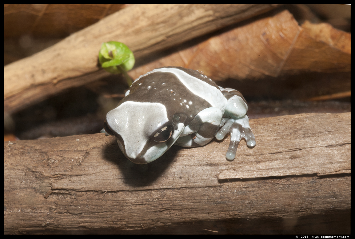 melkkikker  ( Trachycephalus resinifictrix )  Amazon milk frog
AquaHortus 2015
Trefwoorden: AquaHortus Leiden kikker frog poison melkkikker  Trachycephalus resinifictrix  Amazon milk frog