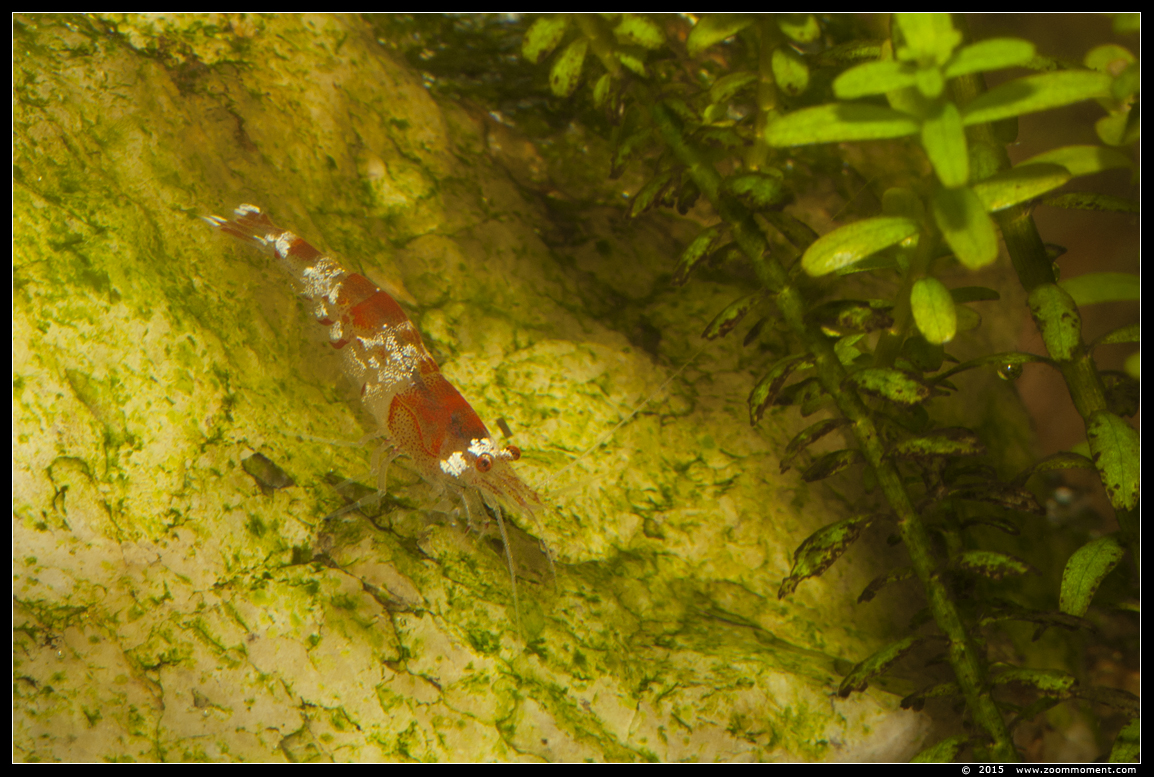 cristal red garnaal  ( Caridina sp. )
AquaHortus 2015
Trefwoorden: AquaHortus Leiden garnaal shrimp cristal red Caridina