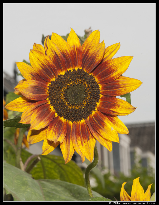 zonnebloem sun flower
AquaHortus 2015
Trefwoorden: AquaHortus Leiden zonnebloem sun flower