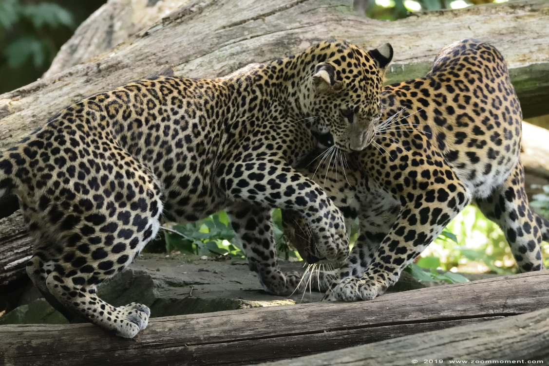 Sri Lanka panter ( Panthera pardus kotiya )  Sri Lankan leopard 
Trefwoorden: Burgers zoo Arnhem Sri Lanka panter Panthera pardus kotiya  Sri Lankan leopard