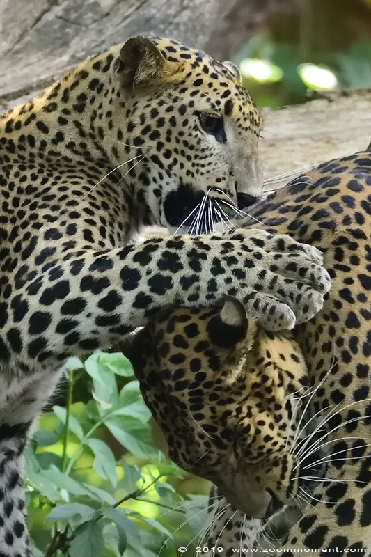Sri Lanka panter ( Panthera pardus kotiya )  Sri Lankan leopard 
Keywords: Burgers zoo Arnhem Sri Lanka panter Panthera pardus kotiya  Sri Lankan leopard