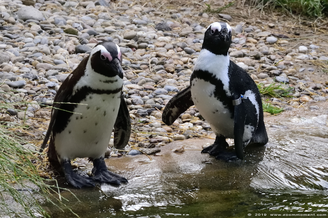 Afrikaanse pinguïn ( Spheniscus demersus ) African penguin
Trefwoorden: Burgers zoo Arnhem Afrikaanse pinguin Spheniscus demersus African penguin zwartvoetpinguin