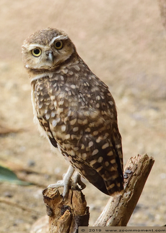 holenuil of konijnuiltje ( Athene cunicularia ) burrowing owl
Trefwoorden: Burgers zoo Arnhem holenuil  konijnuiltje Athene cunicularia burrowing owl