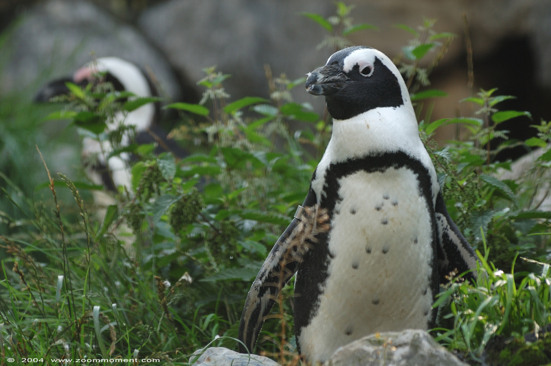 Afrikaanse pinguïn ( Spheniscus demersus ) African penguin Brillenpinguin
Paraules clau: Burgers zoo Arnhem Afrikaanse pinguin Spheniscus demersus African penguin zwartvoetpinguin Brillenpinguin