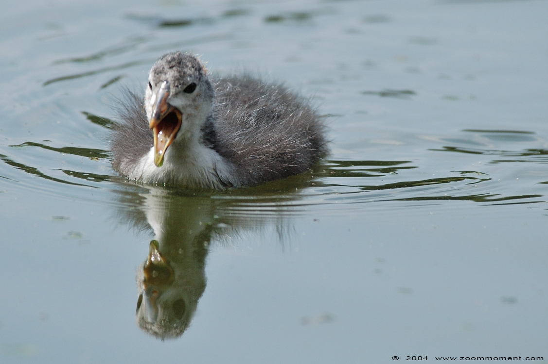 eend duck
Keywords: Burgers zoo Arnhem eend duck